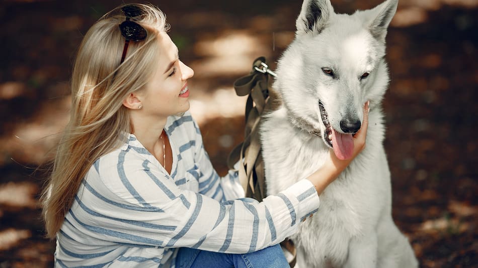 Los perros modernos conservan ADN de lobo.