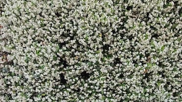 Ni madreselva ni Rosa banksiae: la planta trepadora y rústica que transforma cualquier espacio en un paraíso floreado