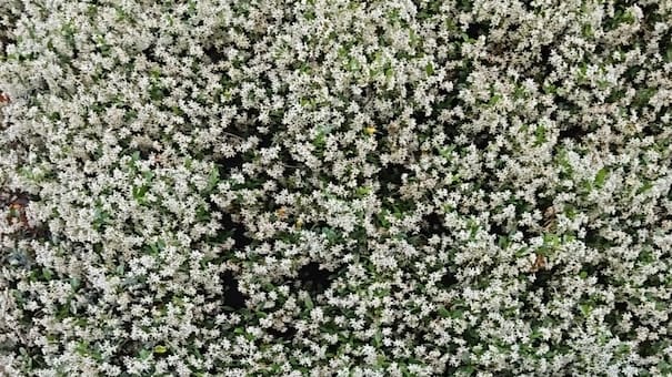 Ni madreselva ni Rosa banksiae: la planta trepadora y rústica que transforma cualquier espacio en un paraíso floreado