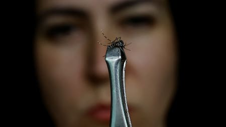 Aedes aegypti, mosquito transmisor del dengue. Foto: REUTERS.