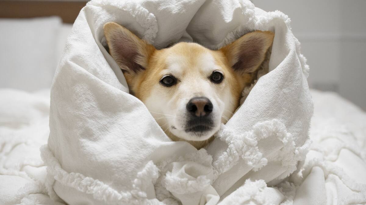 Perro abrigado, ola de frío. Foto: Freepik