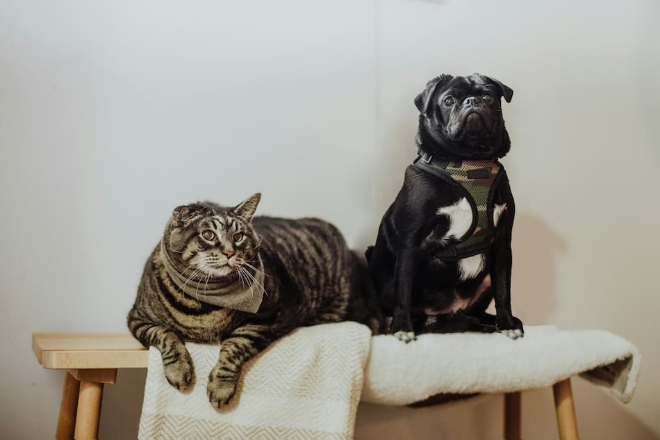 Perros y gatos. Foto Unsplash.