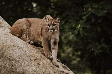 El puma es el felino salvaje más distribuido por América. Foto: Unsplash.