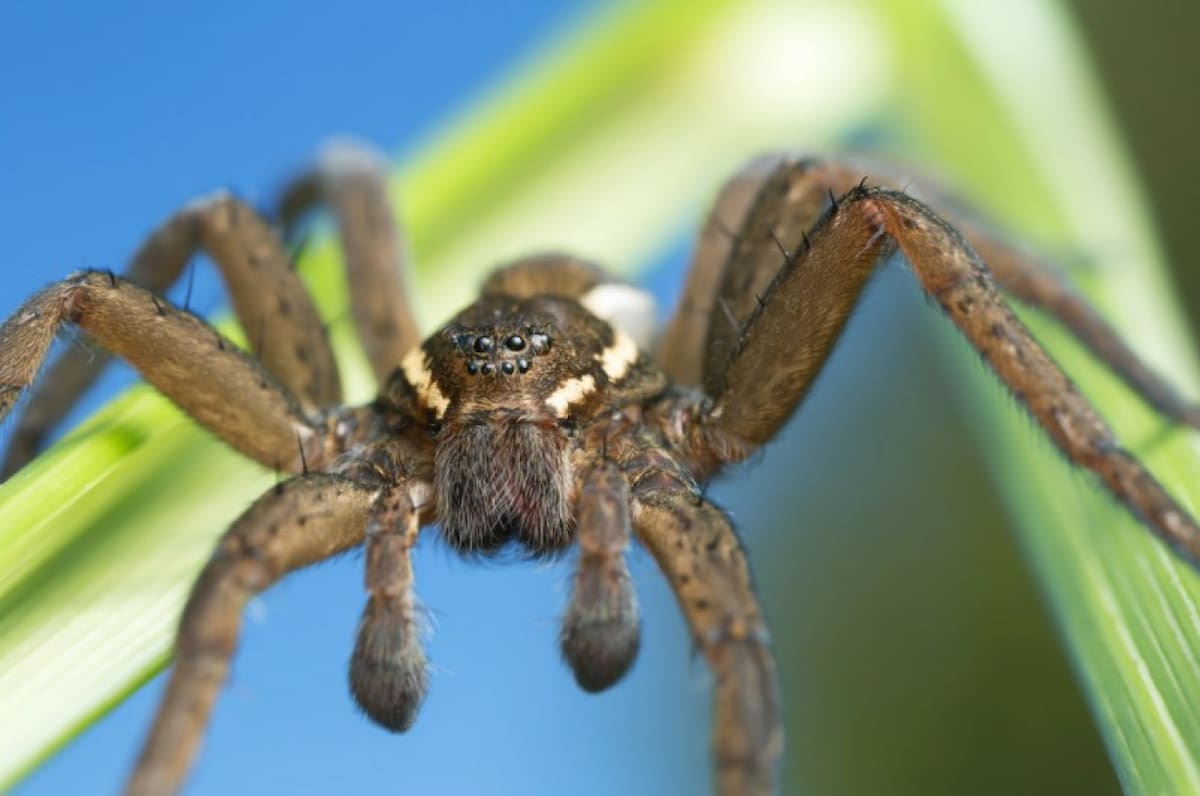 Resurge la araña pantano. Foto: X