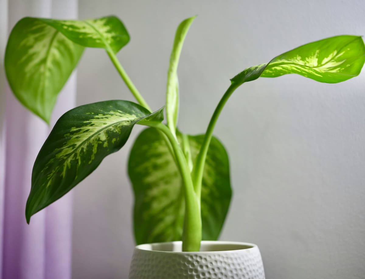 Dieffenbachia. Foto: Unsplash.