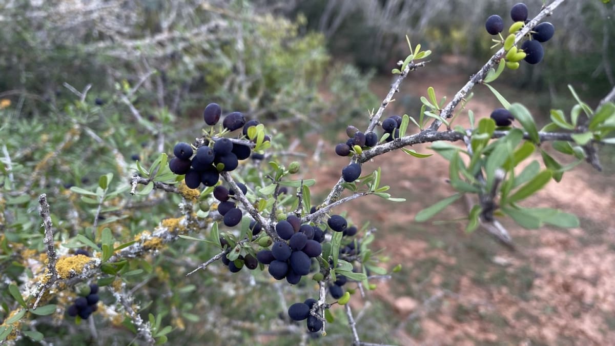 El sueño de un jardín limpio y con sombra: el árbol ideal resistente, elegante y fácil de cuidar