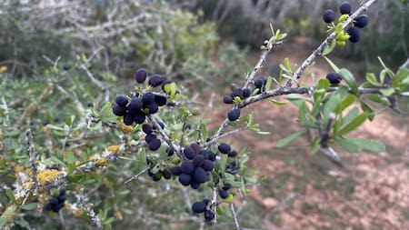 Ligustro texano (Forestiera angustifolia). Foto: ecuador.inaturalist.org