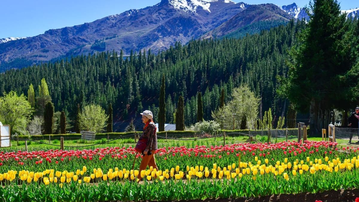 No es Trevelin: cómo es y dónde queda el otro campo de tulipanes que conquista a la Patagonia