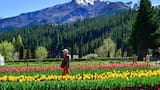 No es Trevelin: cómo es y dónde queda el otro campo de tulipanes que conquista a la Patagonia