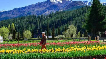 No es Trevelin: cómo es y dónde queda el otro campo de tulipanes que conquista a la Patagonia
