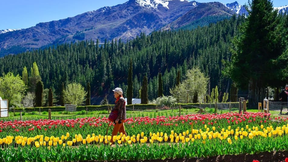 Campo de tulipanes