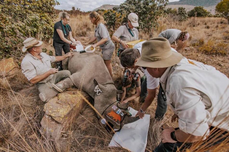 El insólito método para frenar la caza de rinocerontes en Sudáfrica. Foto: X/@rhisotope