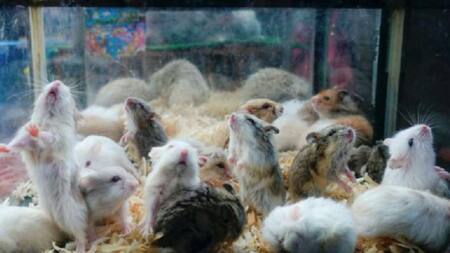 Hong Kong sacrificará a dos mil roedores importados de Europa