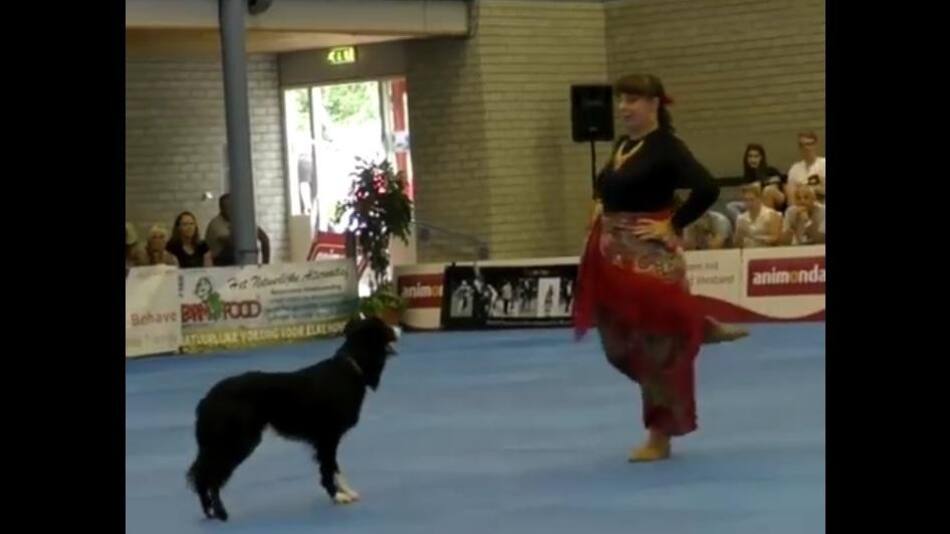 Video viral: Perro que baila en coreografía