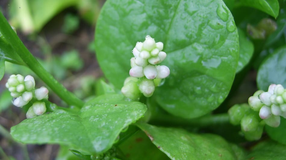 Basella Alba, espinaca de Malbar o espinaca india