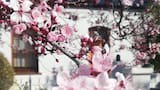 Flores en primavera, frutas en verano y raíces inofensivas: el árbol pequeño ideal para un jardín de ensueño
