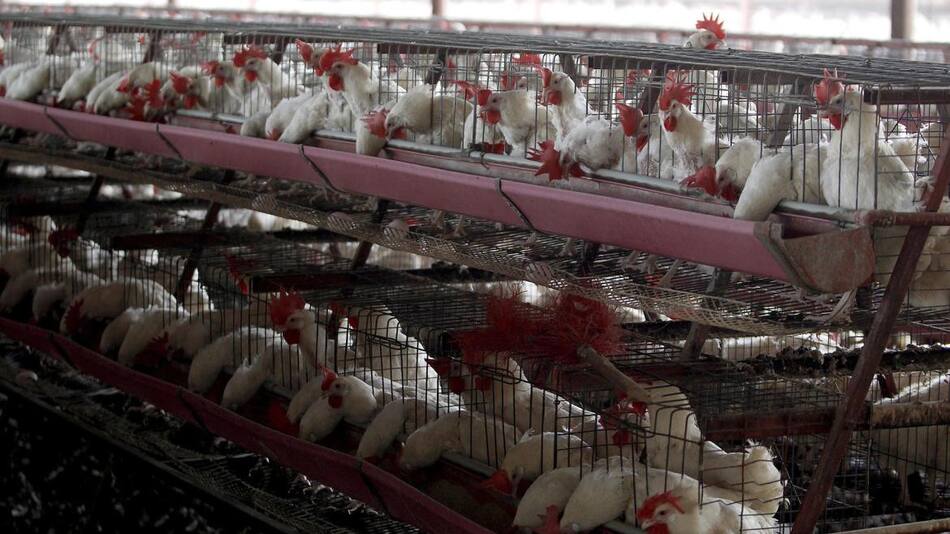 Gripe Aviar; aves silvestres. Foto: EFE.