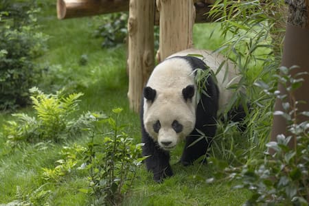 Oso panda en el Zoológico de San Diego. Foto: EFE.