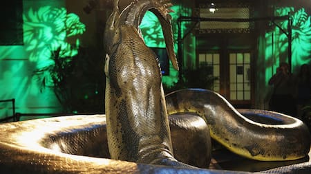 Titanoboa cerrejonensis. Foto: National Geographic en Español.