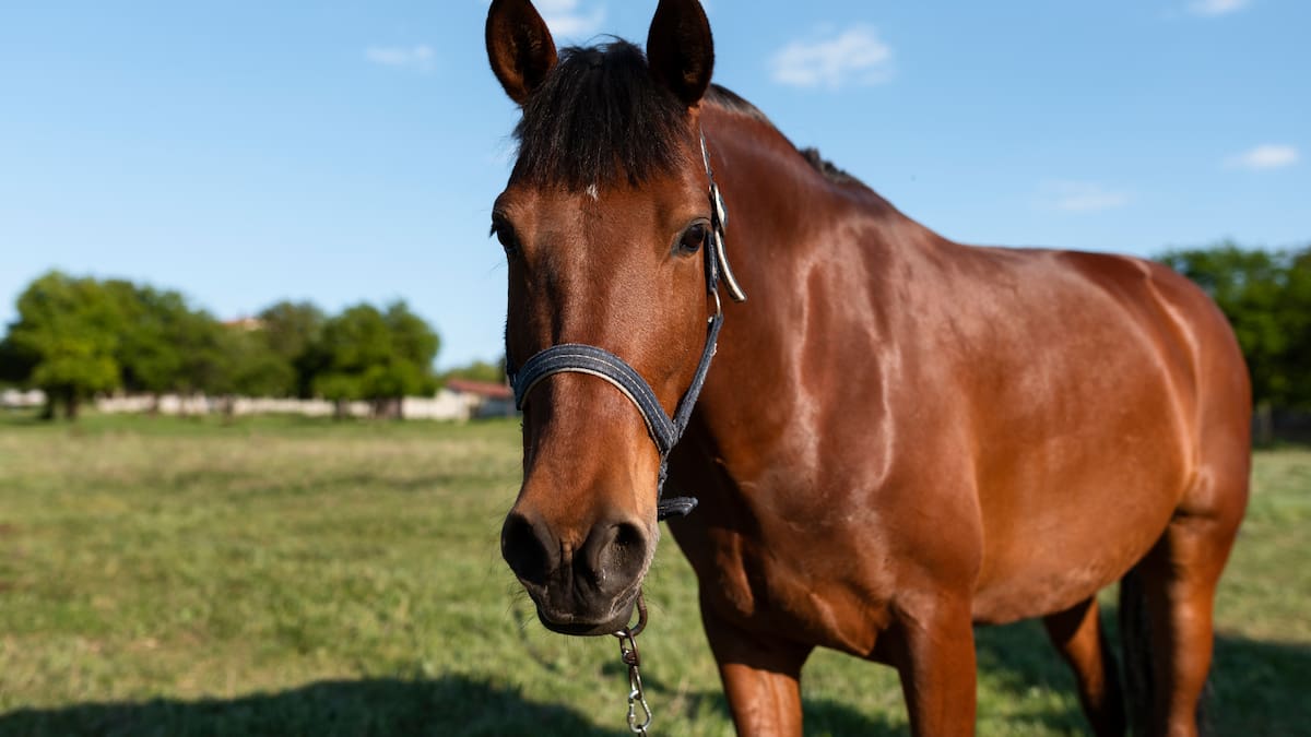 Caballo