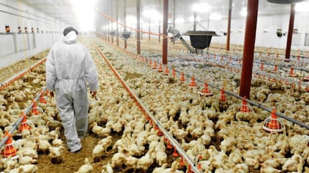 Gripe aviar. Foto: NA