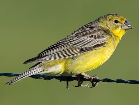Ave Misto (Sicalis luteola). Fuente: ebird