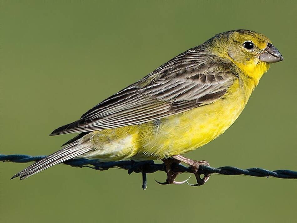 Ave Misto (Sicalis luteola). Fuente: ebird