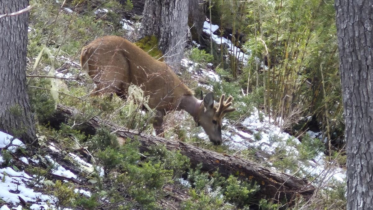 Huemul Newenche.