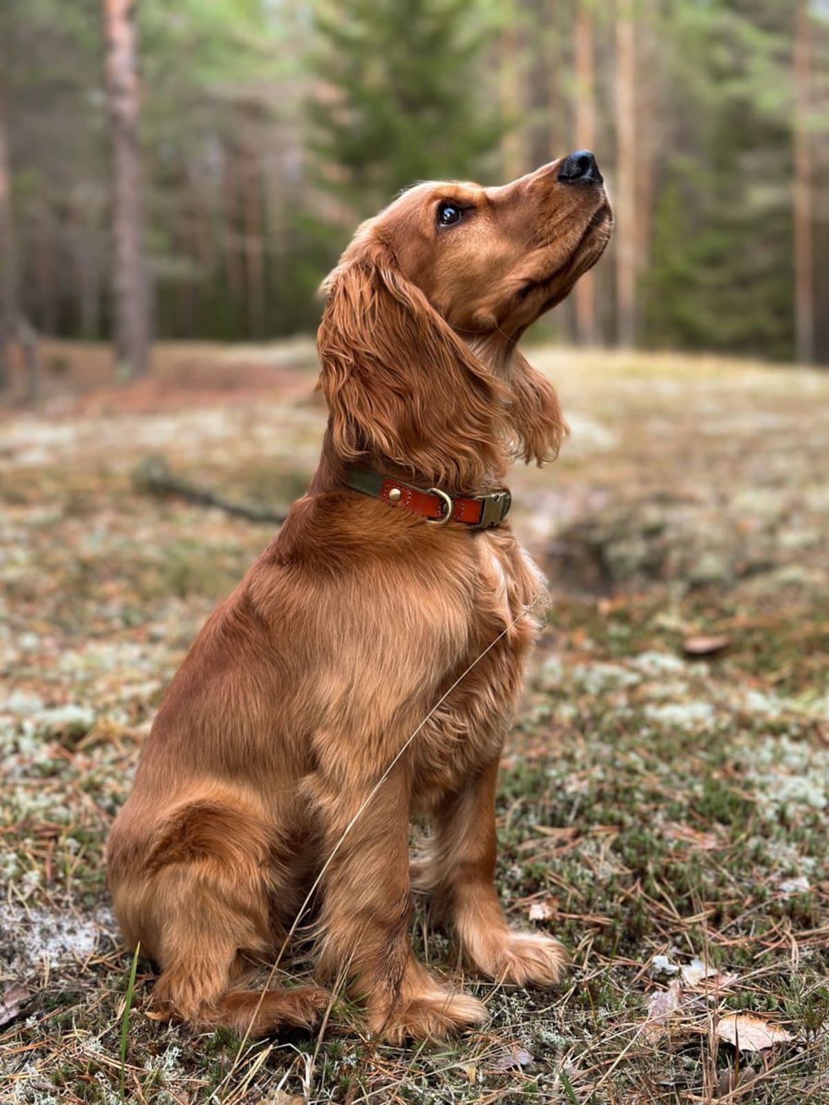 Como cuidar y mantener sano un perrito Cocker