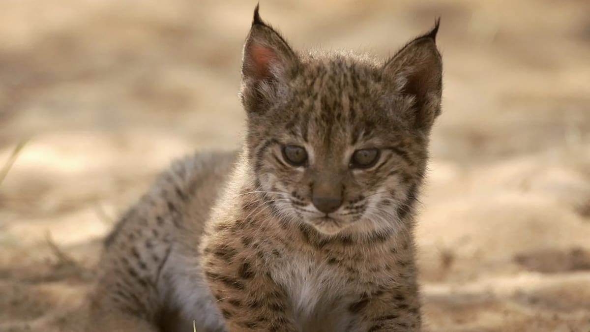 Increíble hito en la recuperación de las especies: nacieron cuatro cachorros de lince ibérico en libertad