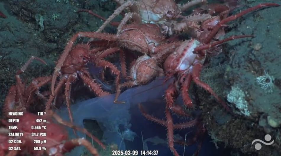 Animales hallados en la investigación del CONICET transmitida en vivo.