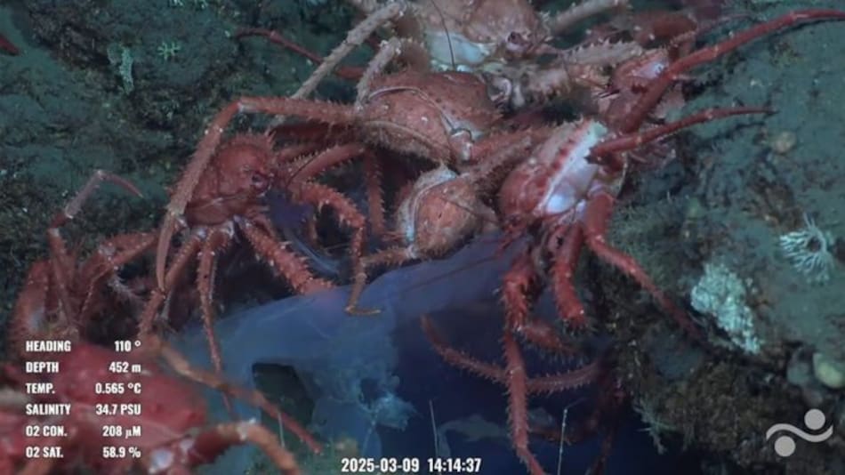 Animales hallados en la investigación del CONICET transmitida en vivo.