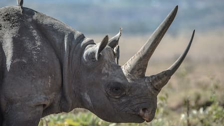 Rinocerontes en peligro de extinción. Foto Unsplash.