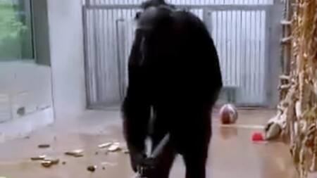 Chimpancé limpiando