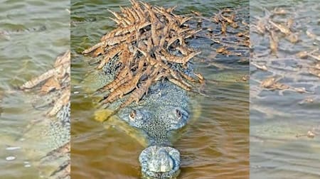 Un cocodrilo en peligro de extinción llevando 100 crías en la espalda