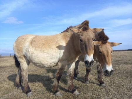 Caballos de una especie particular de Ucrania. Foto: EFE.