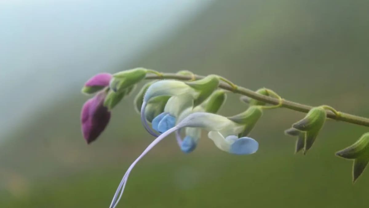 Messi tiene su propia especie de planta: la Salvia mesii