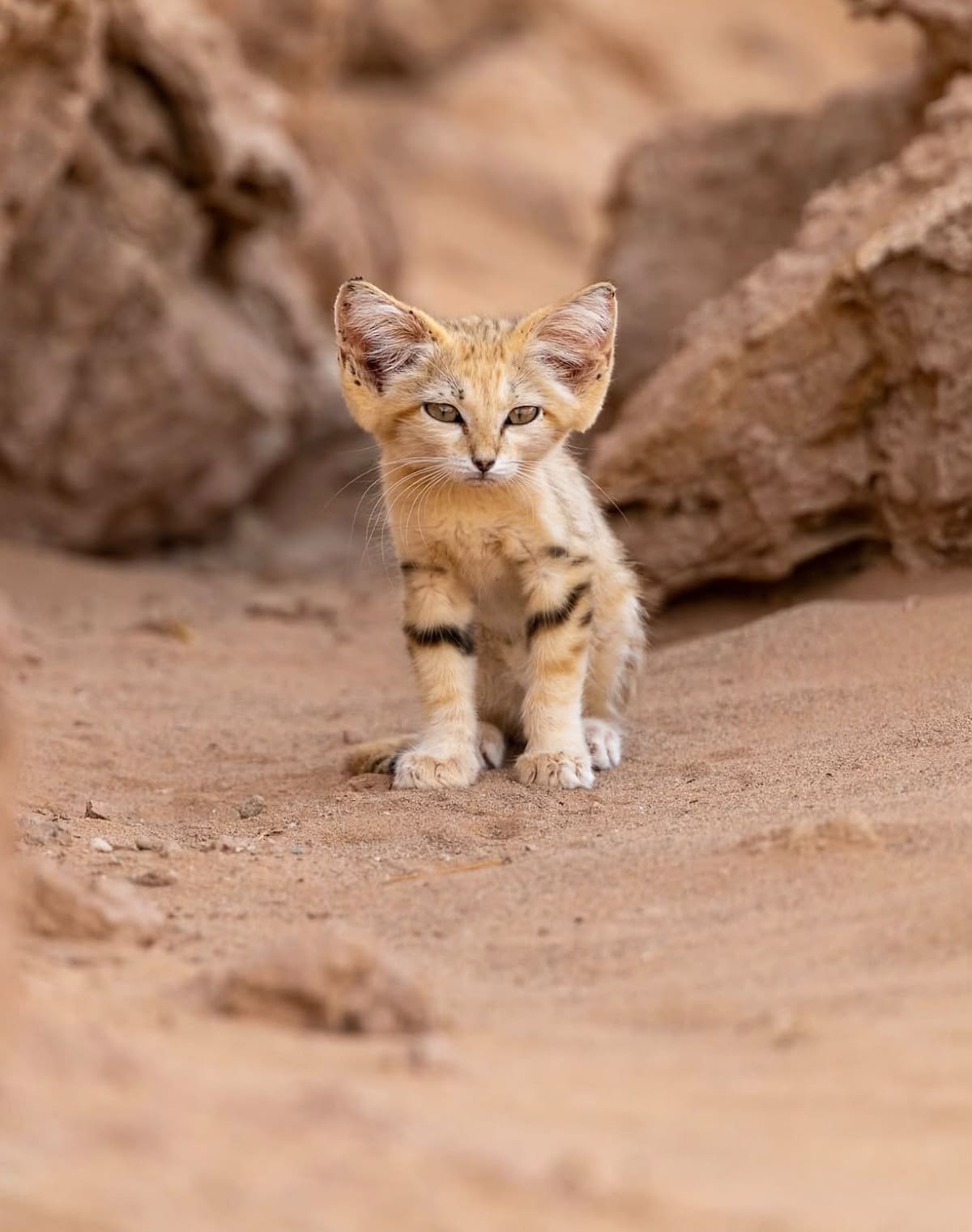 Gato de las arenas; Marruecos.