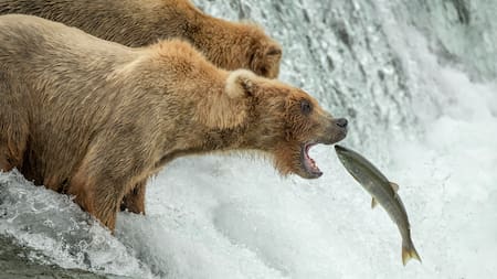 El depredador más temido del planeta podría volverse herbívoro: científicos alertan por un cambio histórico con graves consecuencias
