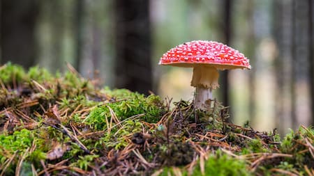 Hongos venenosos. Foto: Unsplash.