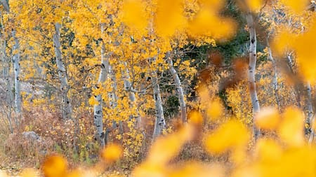 Una planta que florece solo una vez cada siglo abrió sus flores en un parque de Tokio. Foto: Unsplash.