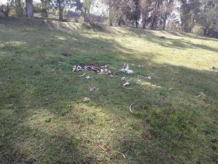 Caballos muertos en Esteban Echeverría