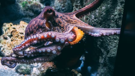 Por qué el pulpo dominaría la Tierra. Foto Unsplash