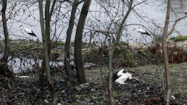 Preocupación por un nuevo brote de gripe aviar: más de 400 cigüeñas muertas encendieron las alarmas