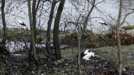 Más de 400 cigüeñas muertas encendieron las alarmas.