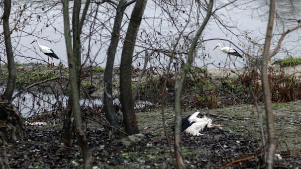 Preocupación por un nuevo brote de gripe aviar: más de 400 cigüeñas muertas encendieron las alarmas