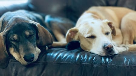 Las distintas formas de comunicación de los perros. Foto: Unsplash.