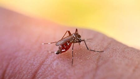 Dengue, mosquito, salud