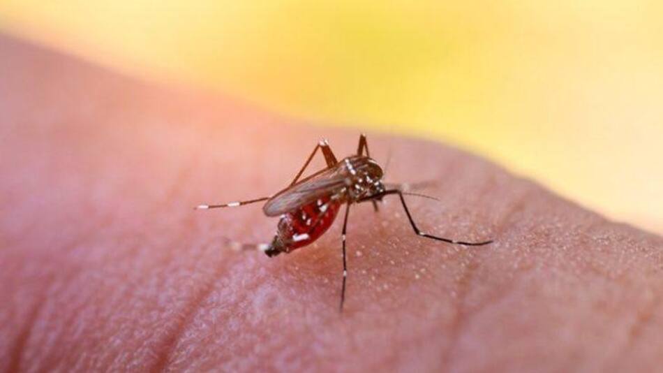 Dengue, mosquito, salud