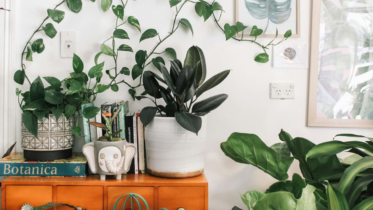 Incorporar plantas en la decoración va mucho más allá de lo estético.